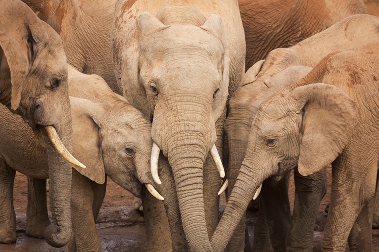 Addo Elephant National Park, Zuid-Afrika